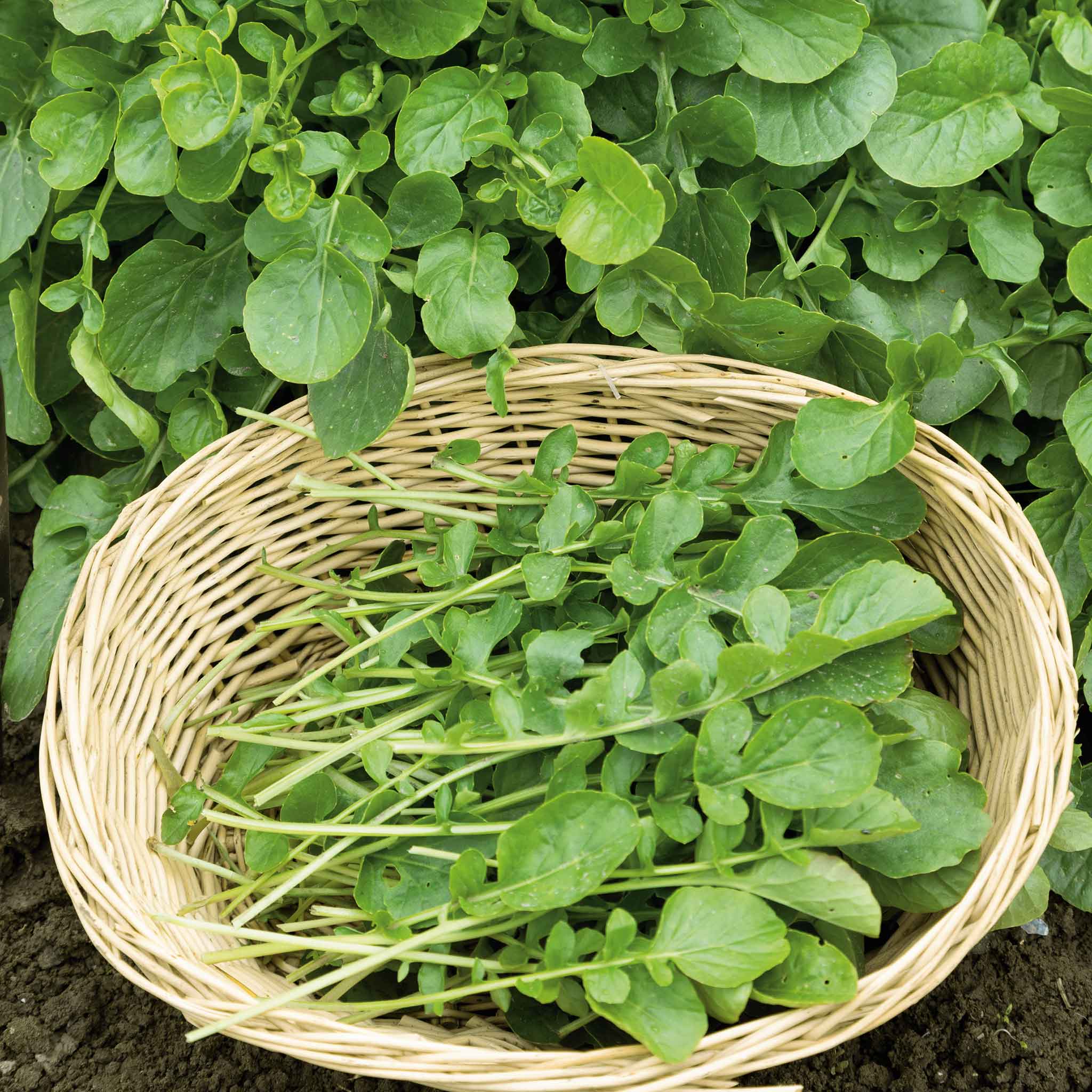 cress seeds