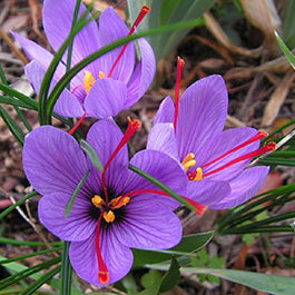 100 Lavender Carnation Seeds Dianthus Flowers Seed Flower Perennial 223 US  Selle