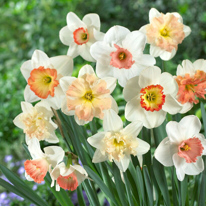 Daffodil Bulbs