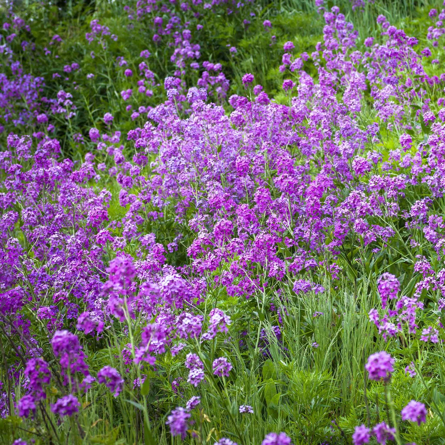 Dame's Rocket (Hesperis) Seeds