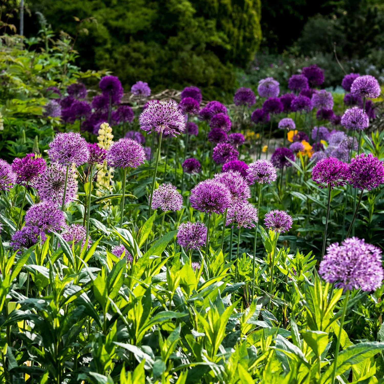 Deer Resistant Bulbs