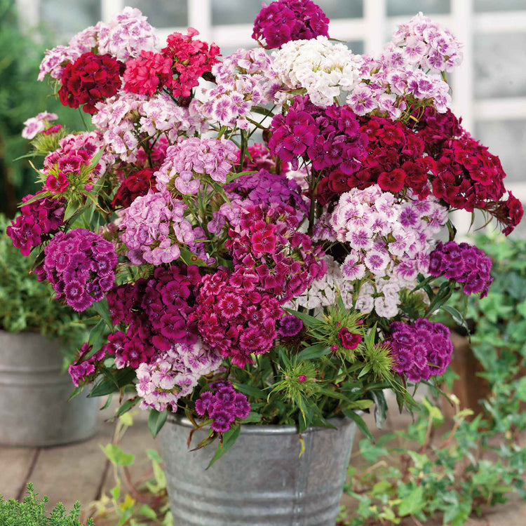 Pansy Seeds - Frizzle Sizzle Raspberry | Flower Seeds in Packets & Bulk ...
