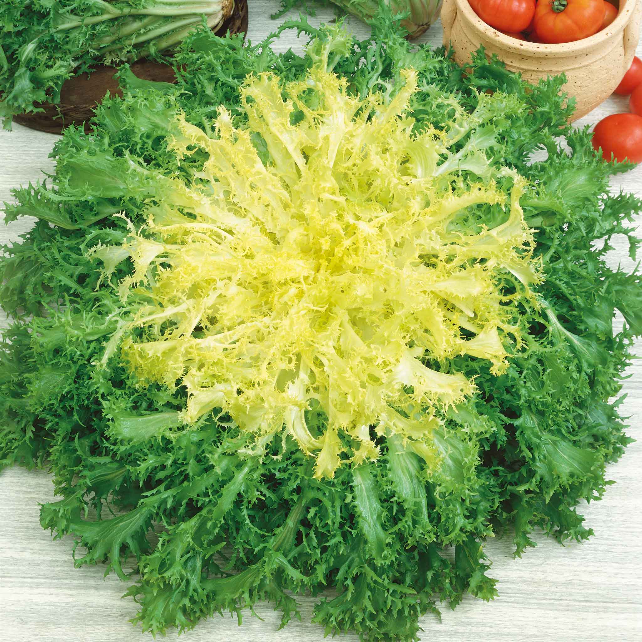 endive seeds
