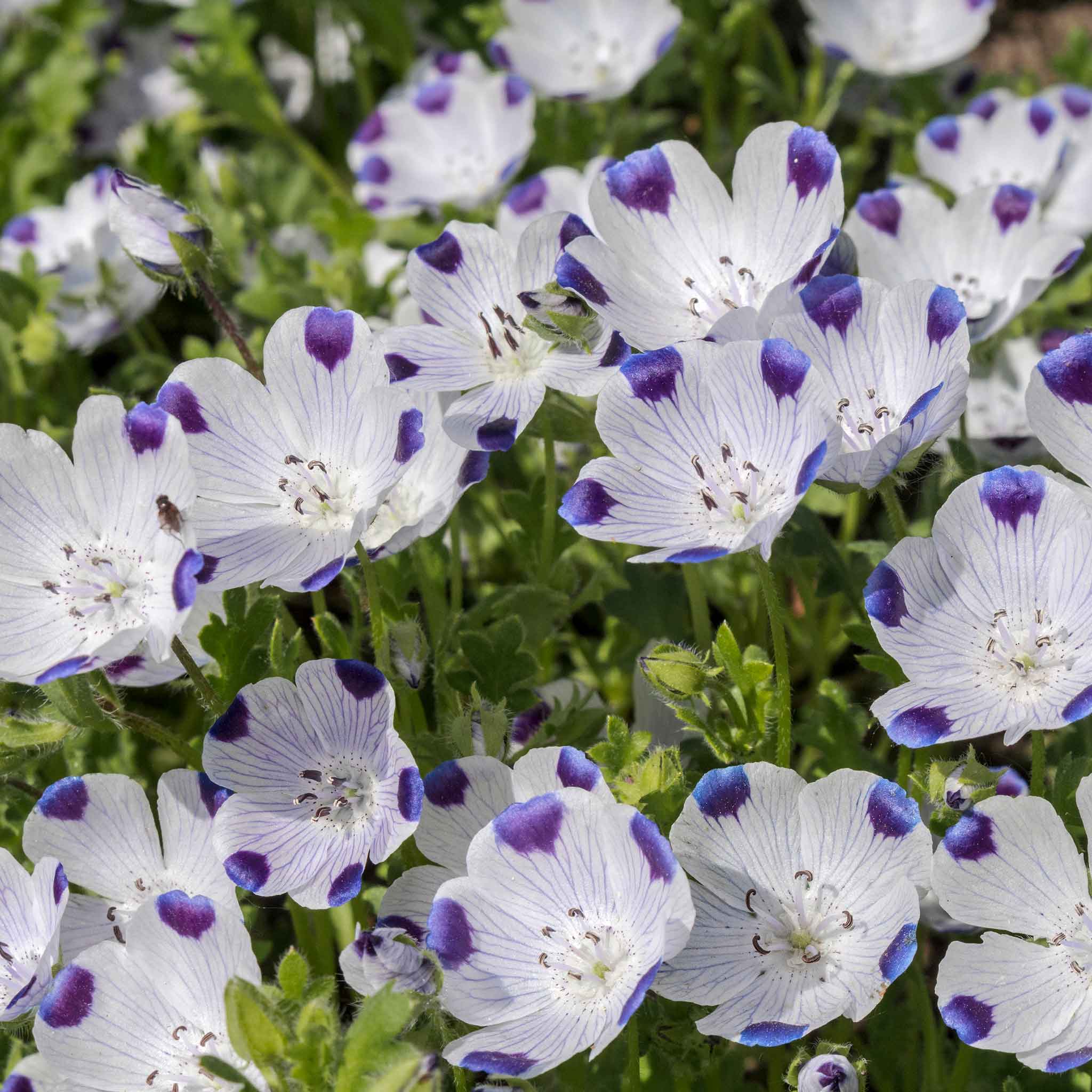 five spot seed
