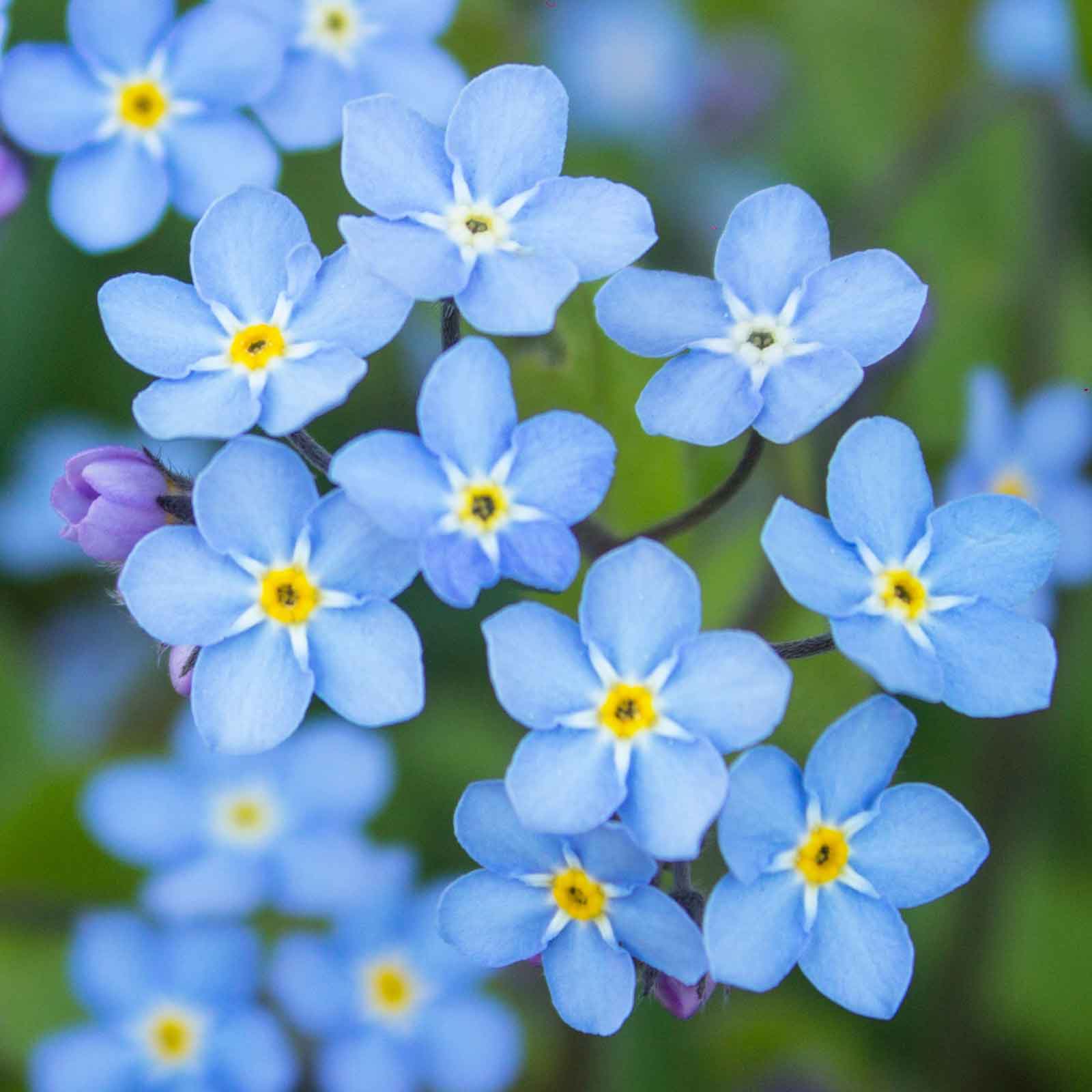 heirloom forget me not seeds