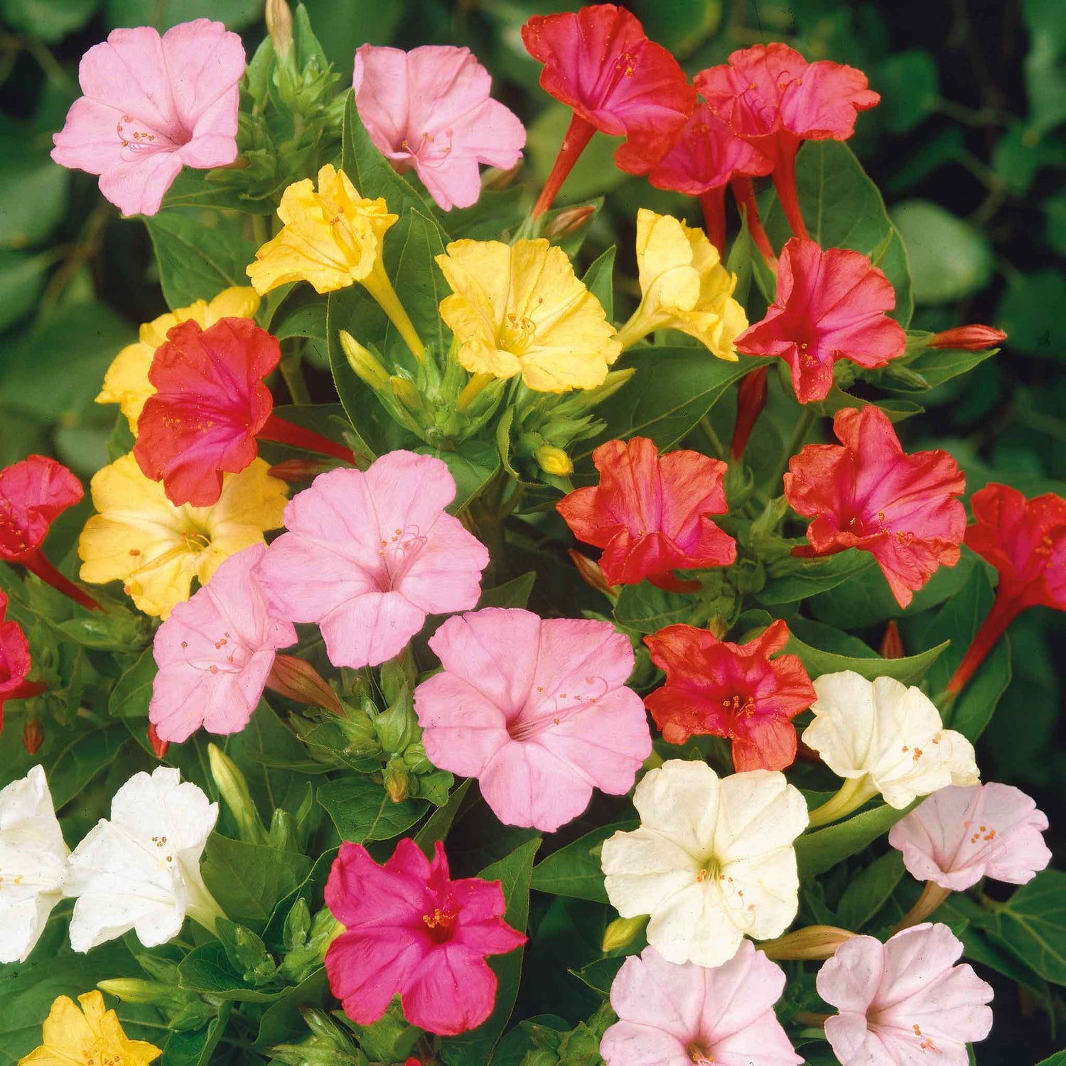 Four O'Clock Seeds (Heirloom)
