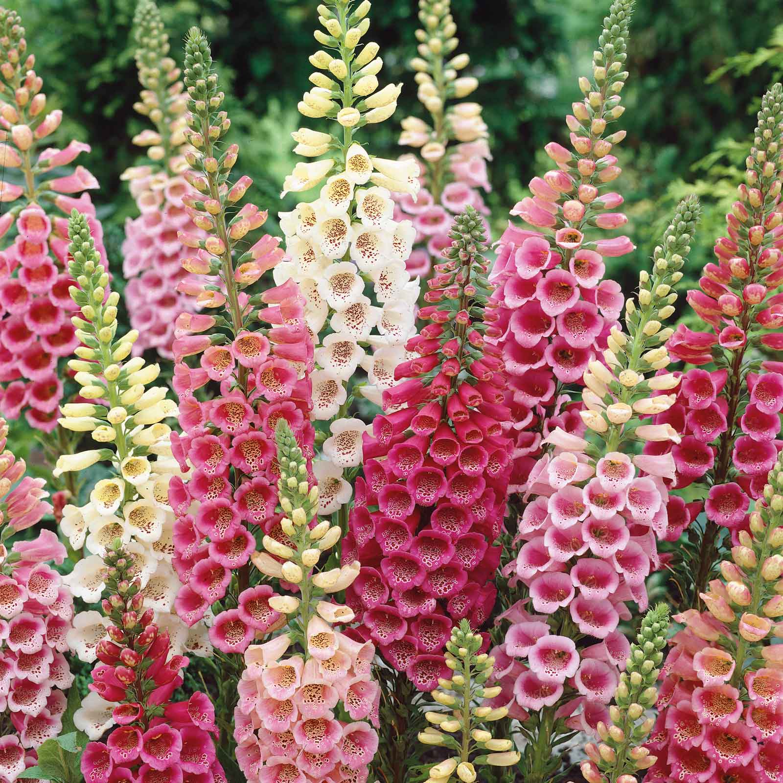 heirloom foxglove seeds