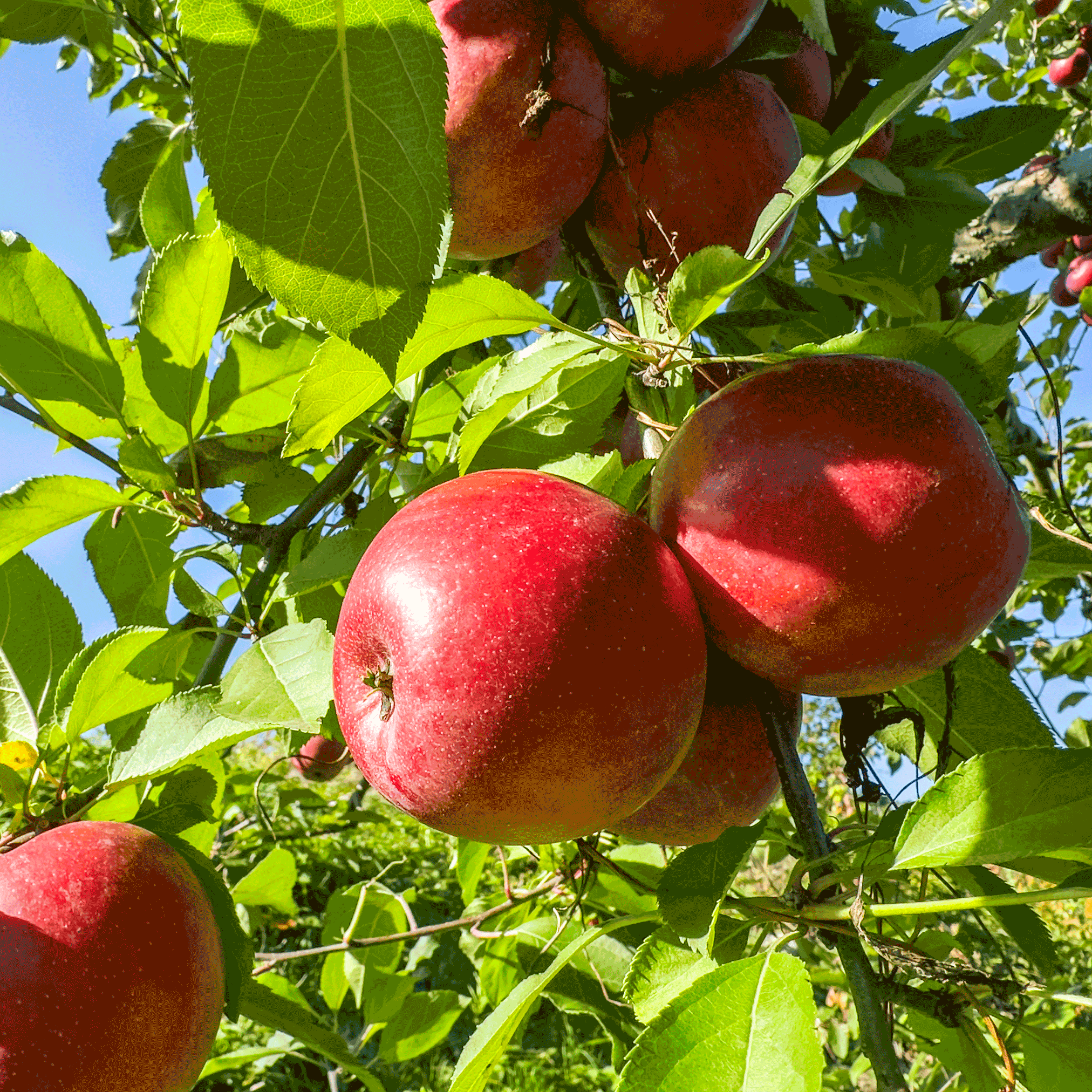 Orchard Trees