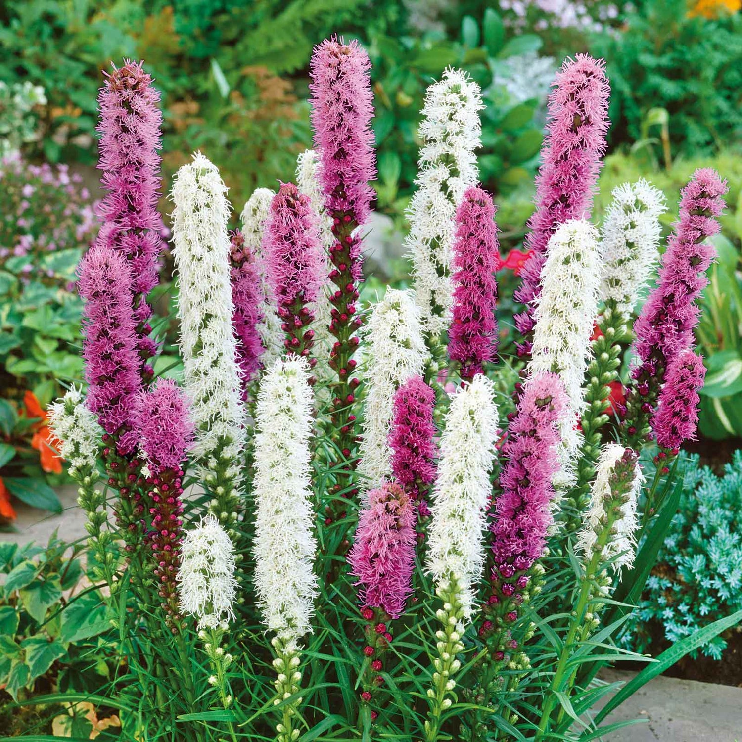 Liatris spicata/Blazing Star Corms