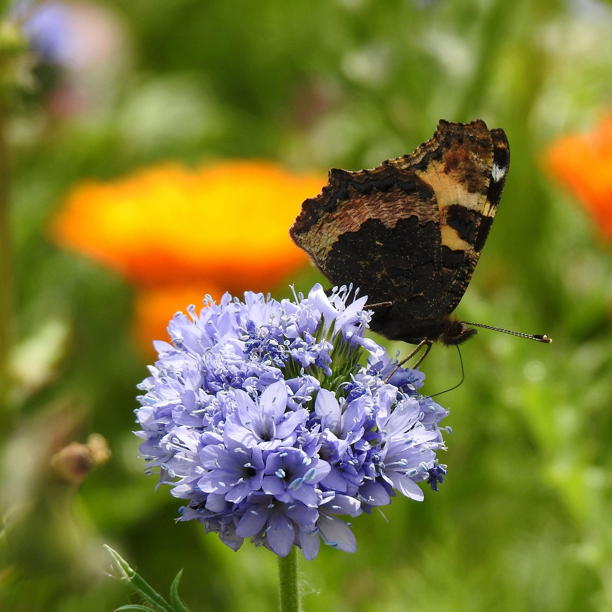 heirloom gilia seeds