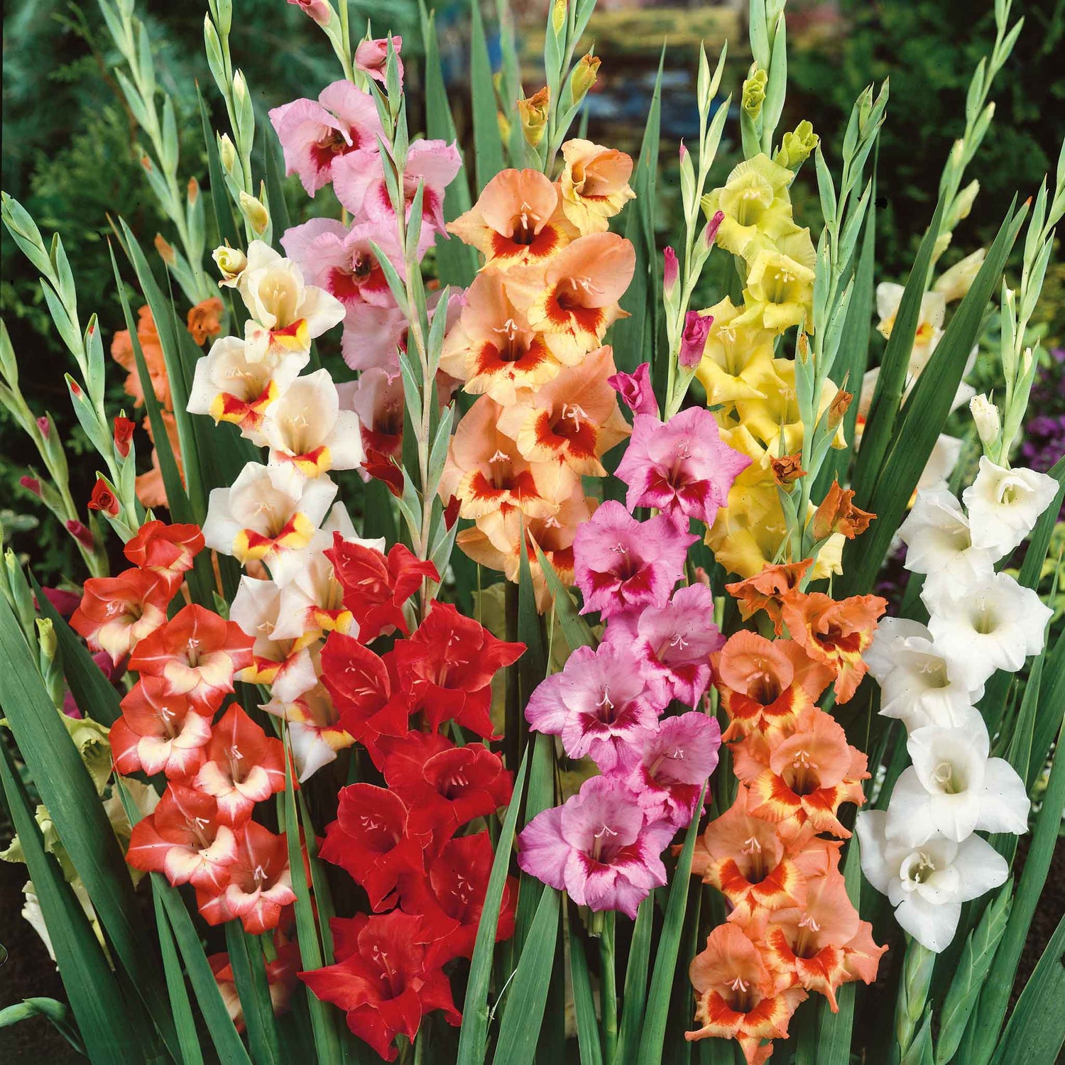 Gladiolus Bulbs