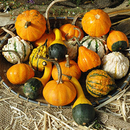 heirloom gourd seeds