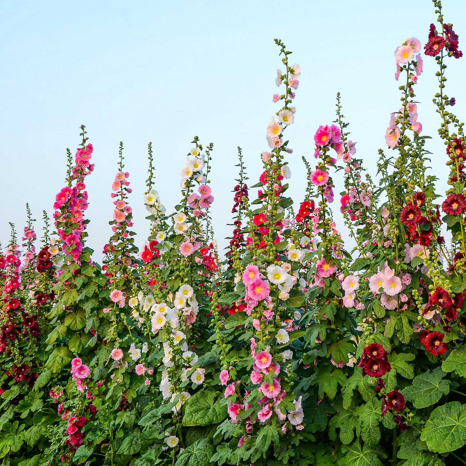 Hollyhock Seeds (heirloom)