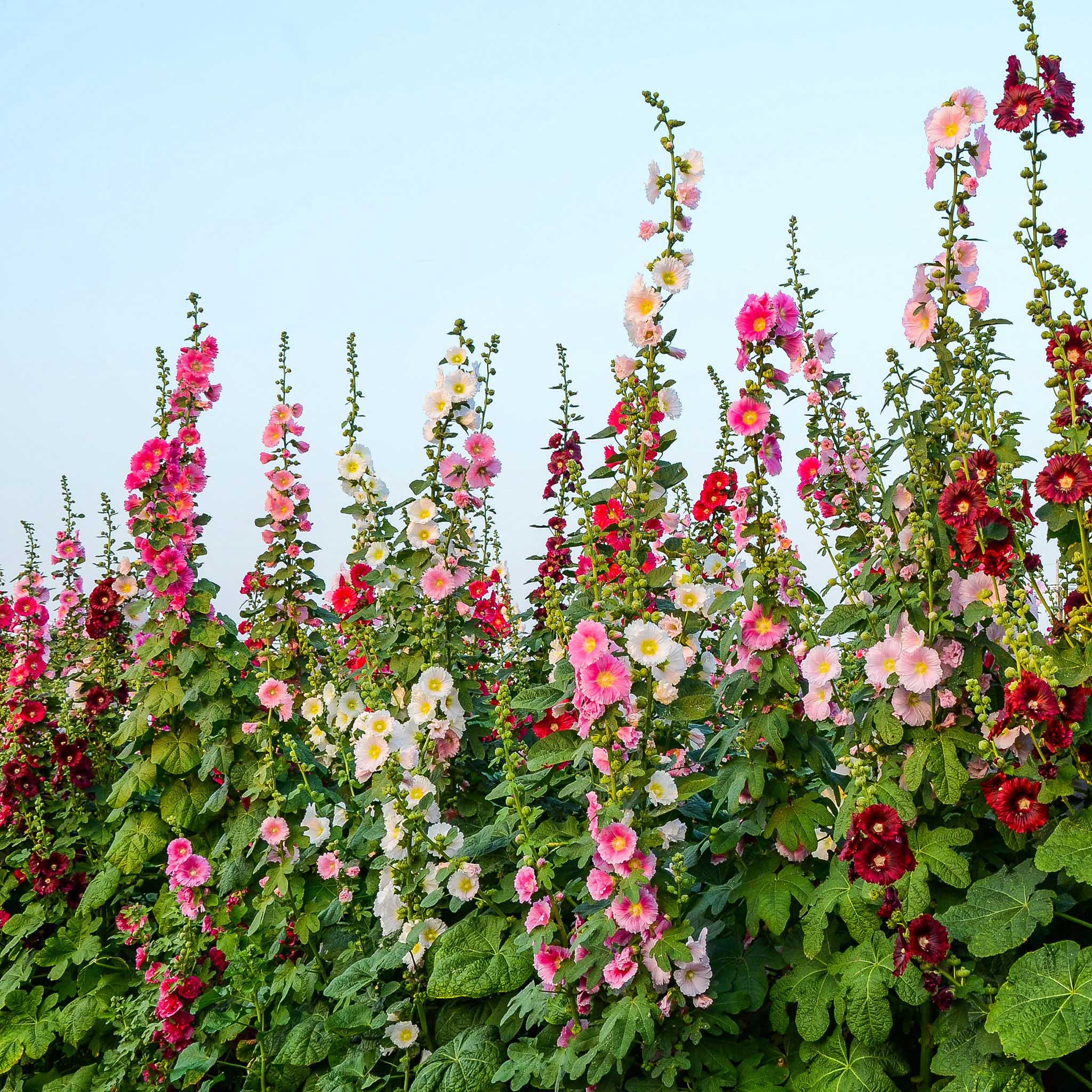 heirloom hollyhock seeds