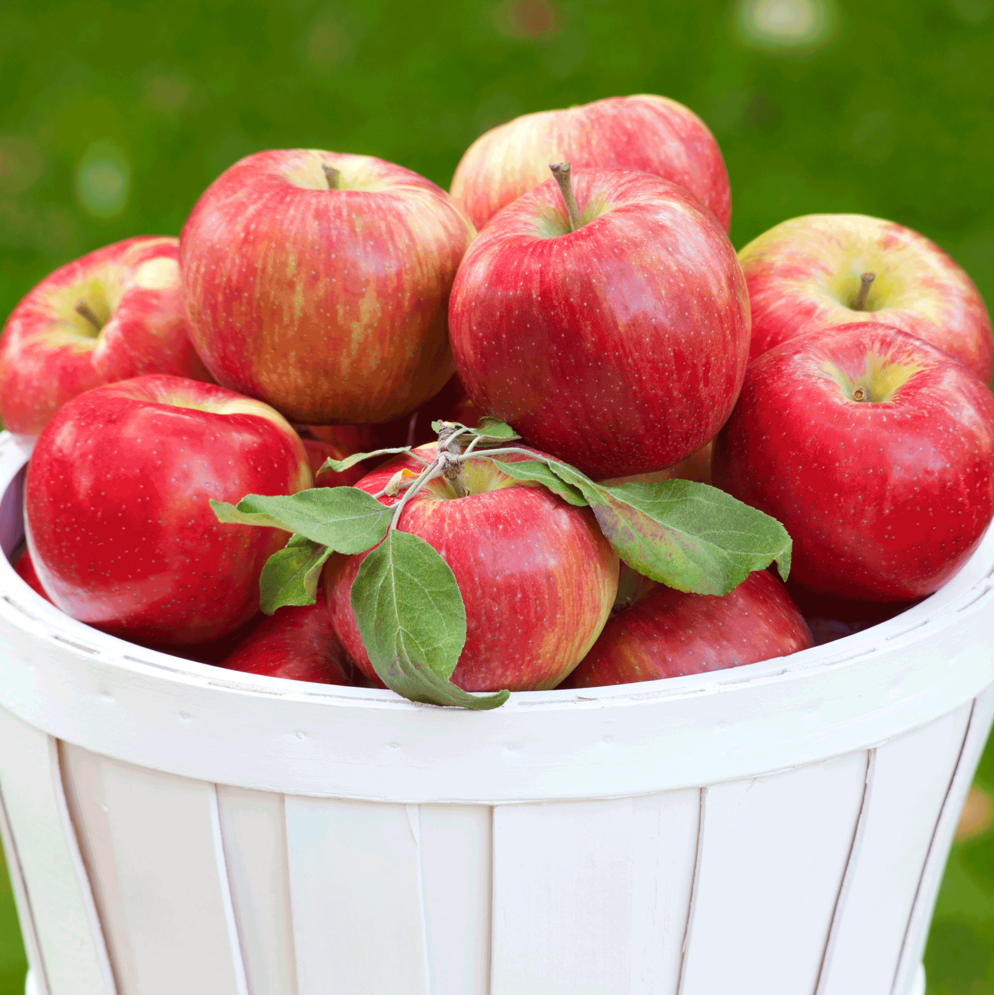 Fruits and Berries