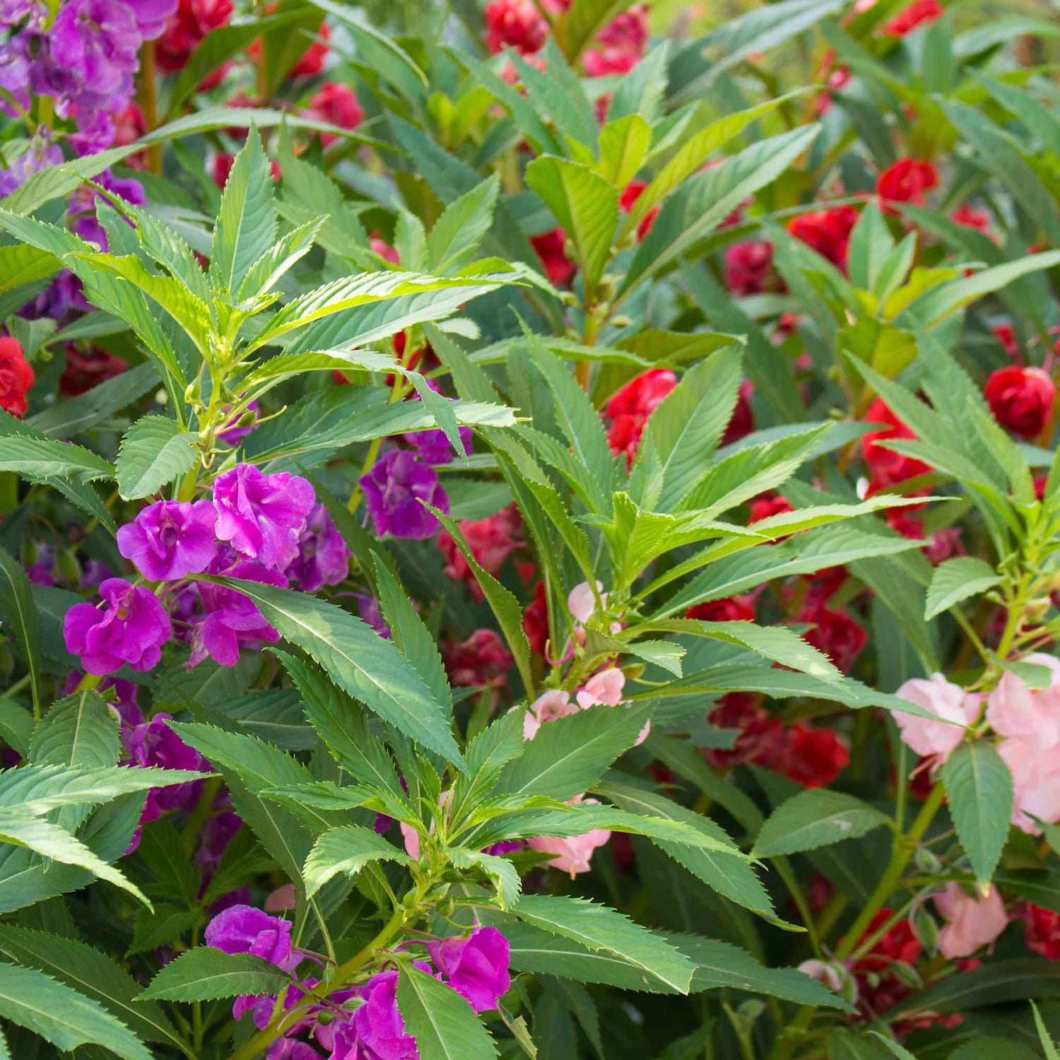 Balsam (Impatiens) Seeds