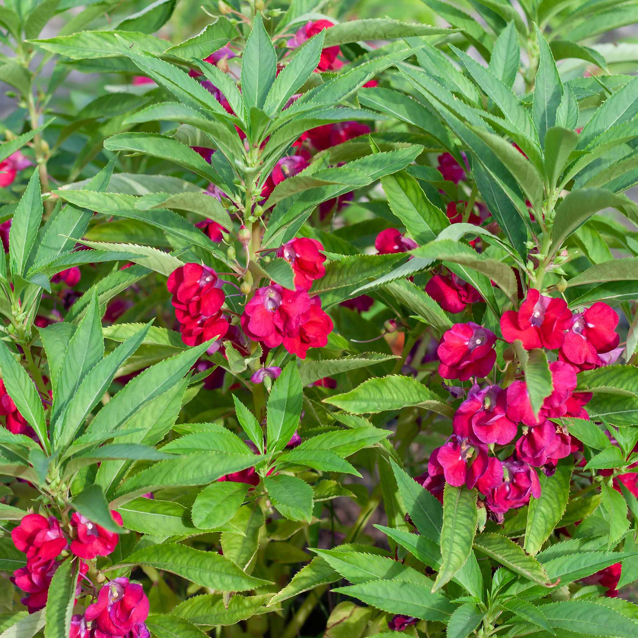 heirloom impatiens seeds