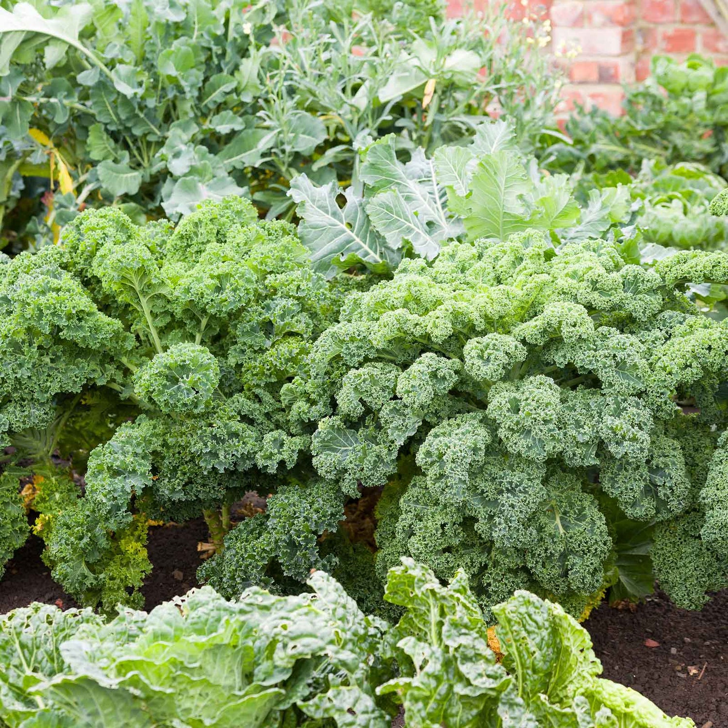 Kale Seeds