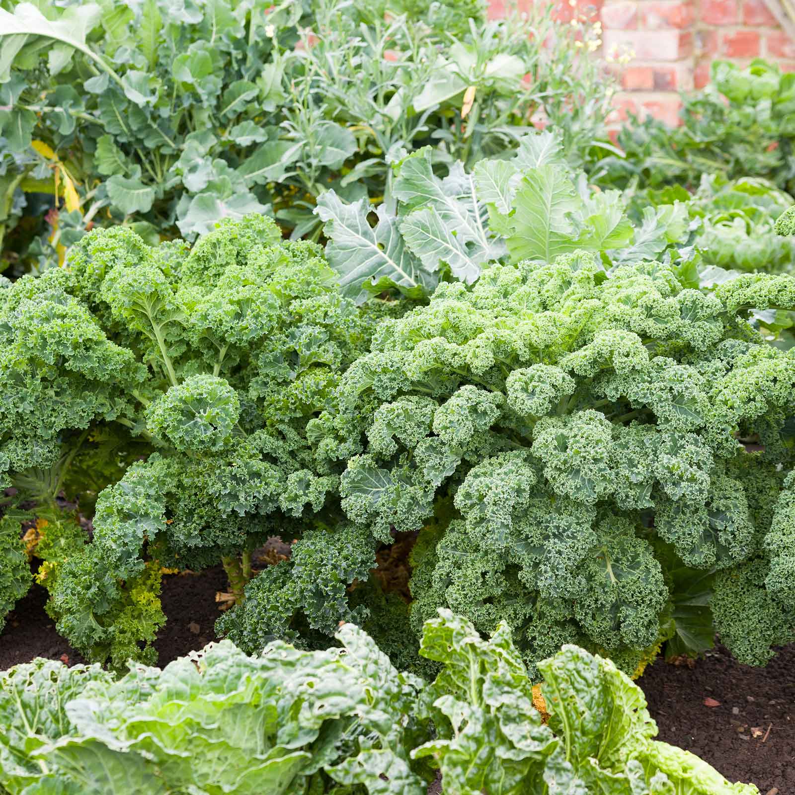 kale seeds