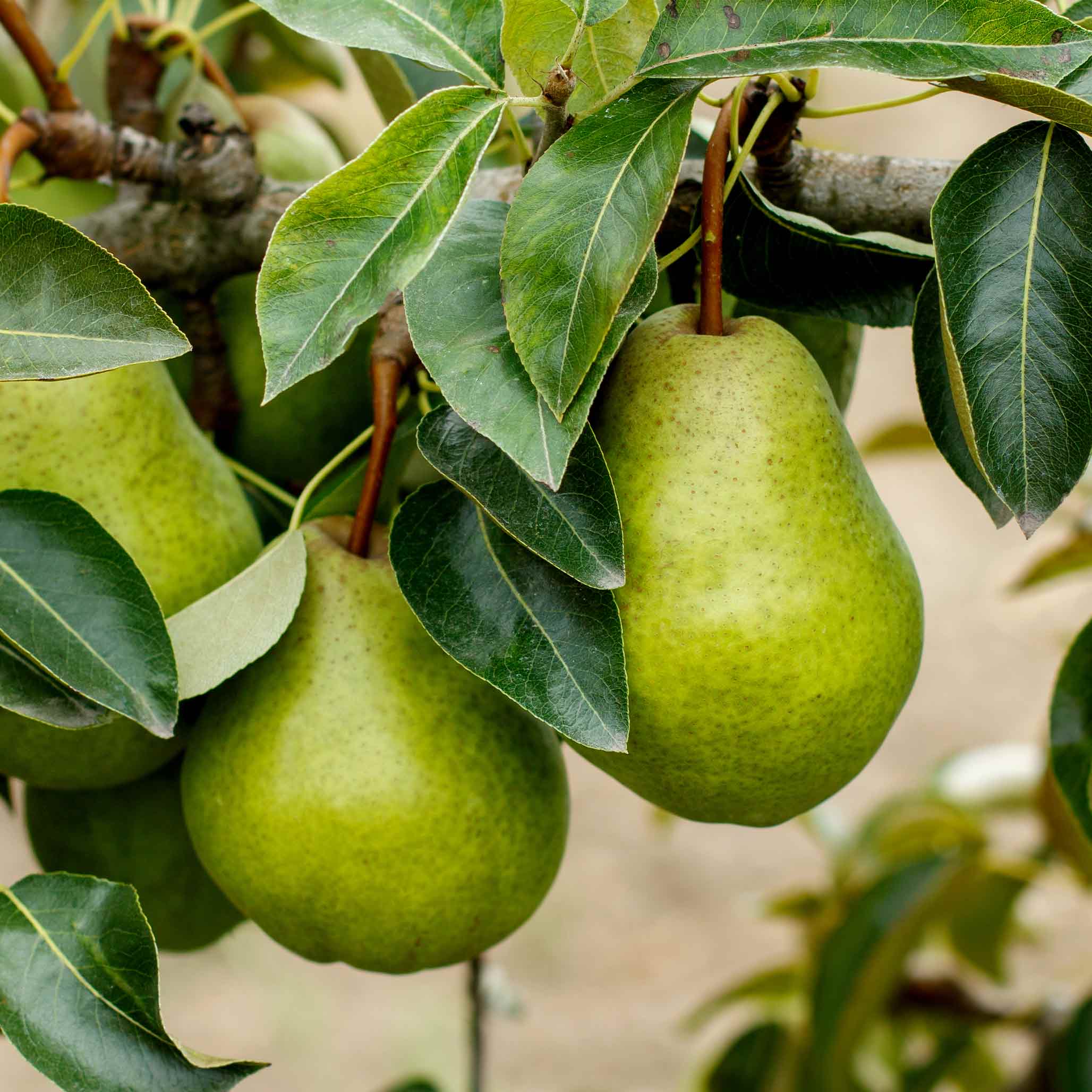 Pear Tree
