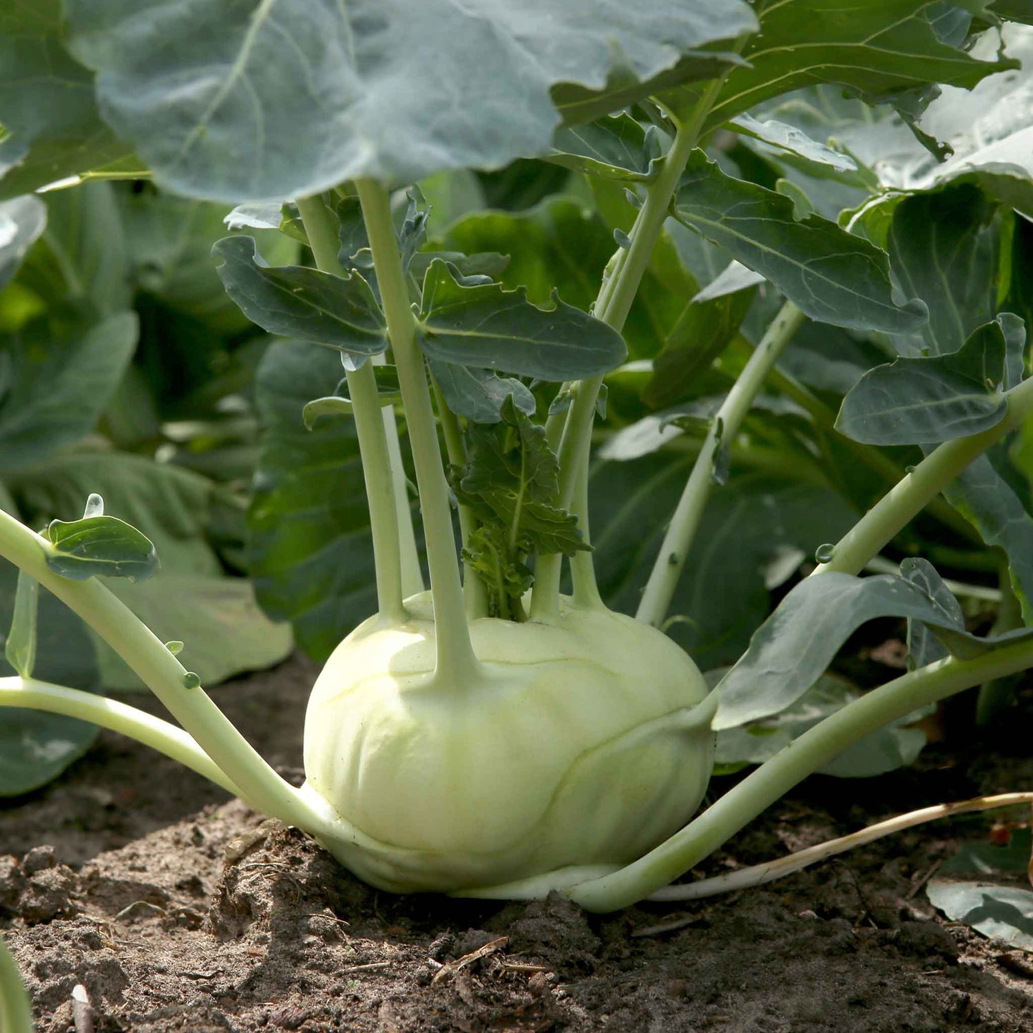 Organic Kohlrabi Seeds