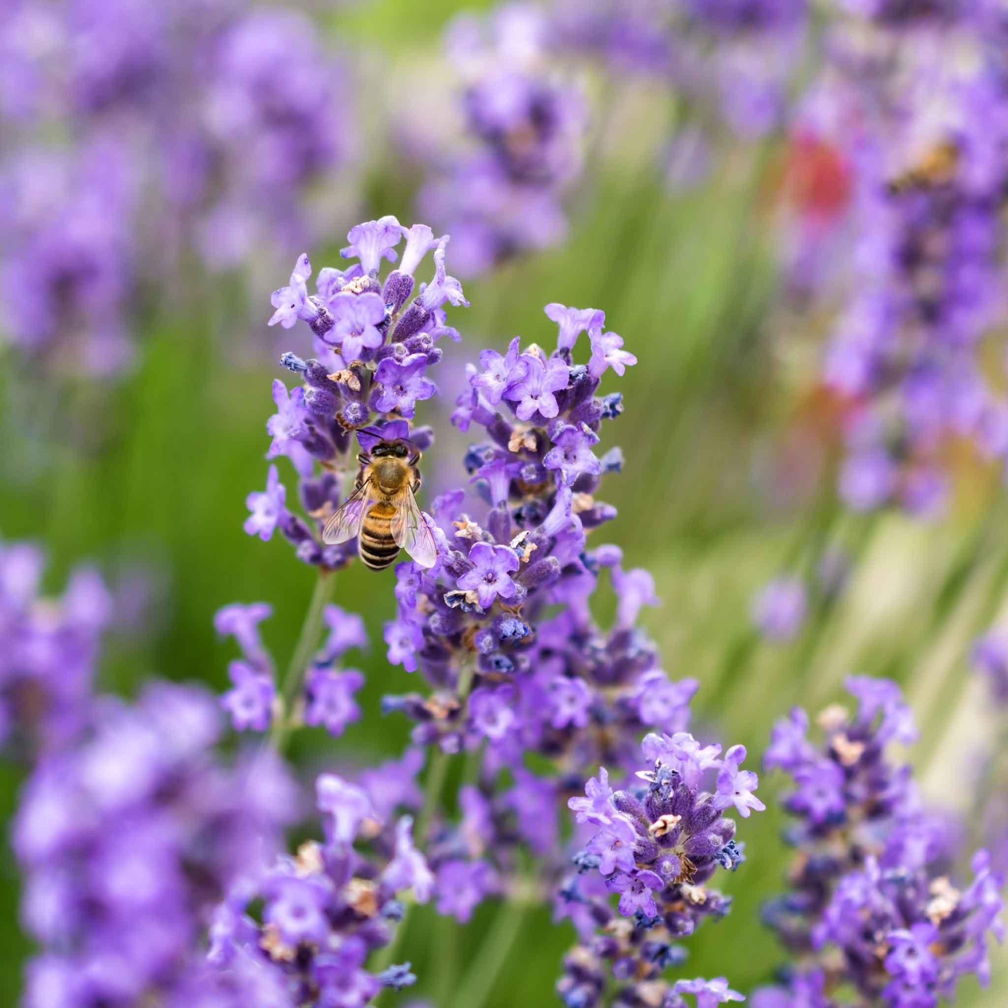 lavender seed
