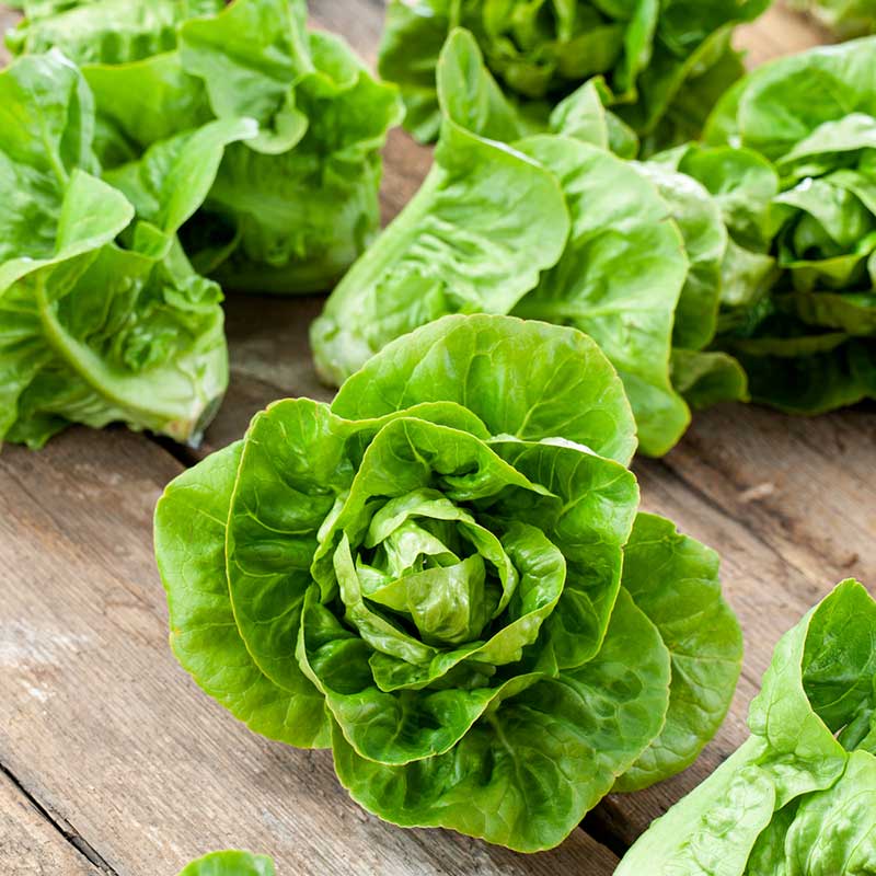 heirloom lettuce seeds