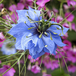heirloom love in a mist seeds