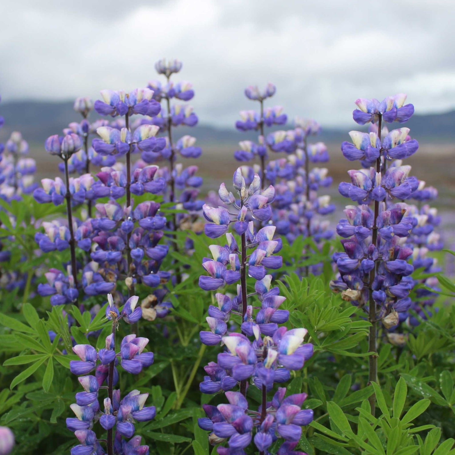 Lupine Seeds