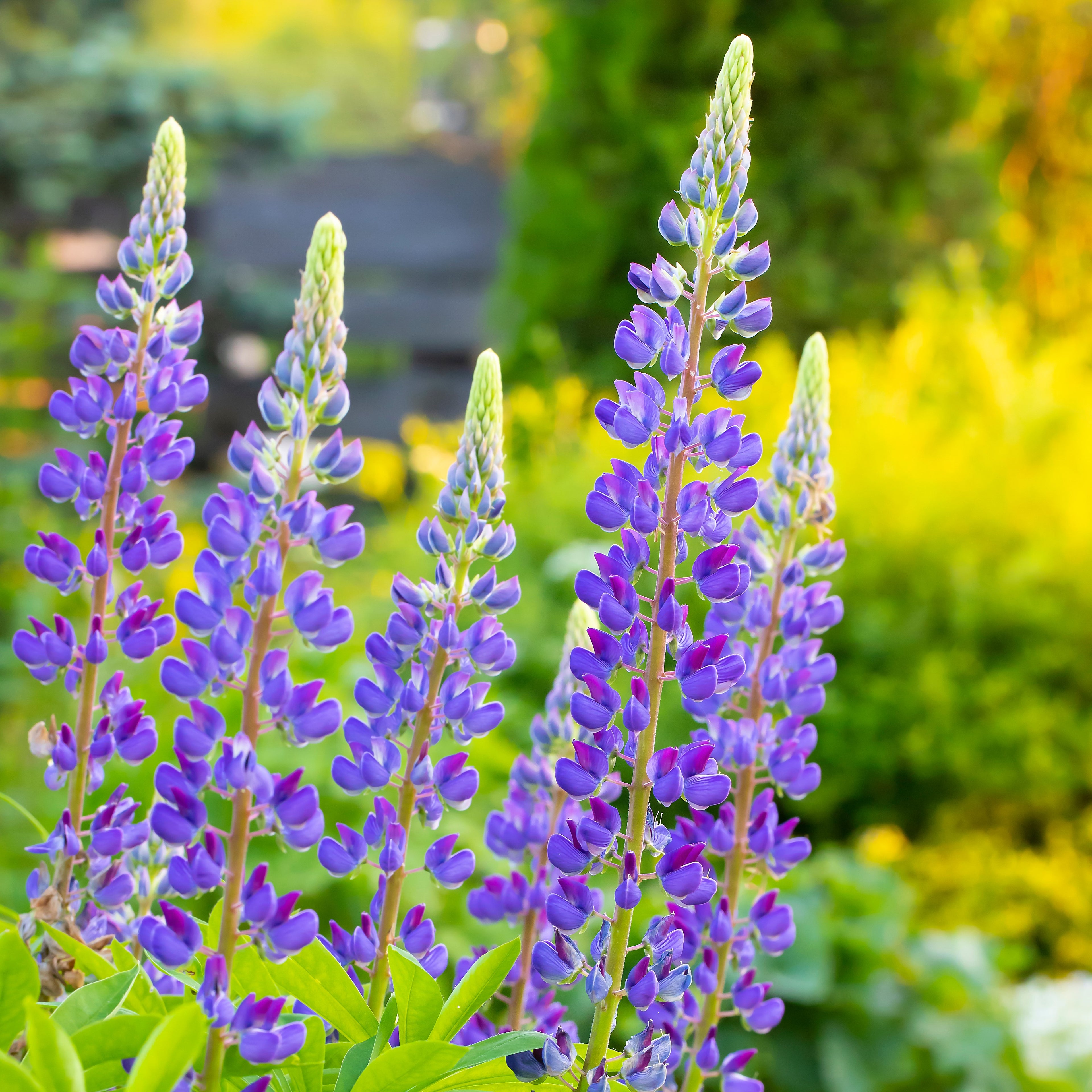 heirloom lupine seeds