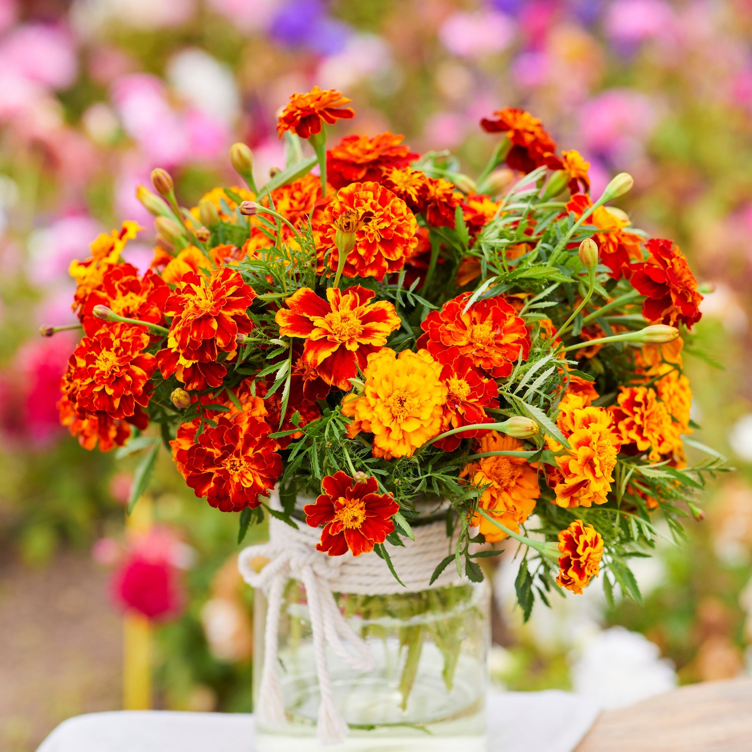 Marigold Seeds (Heirloom)