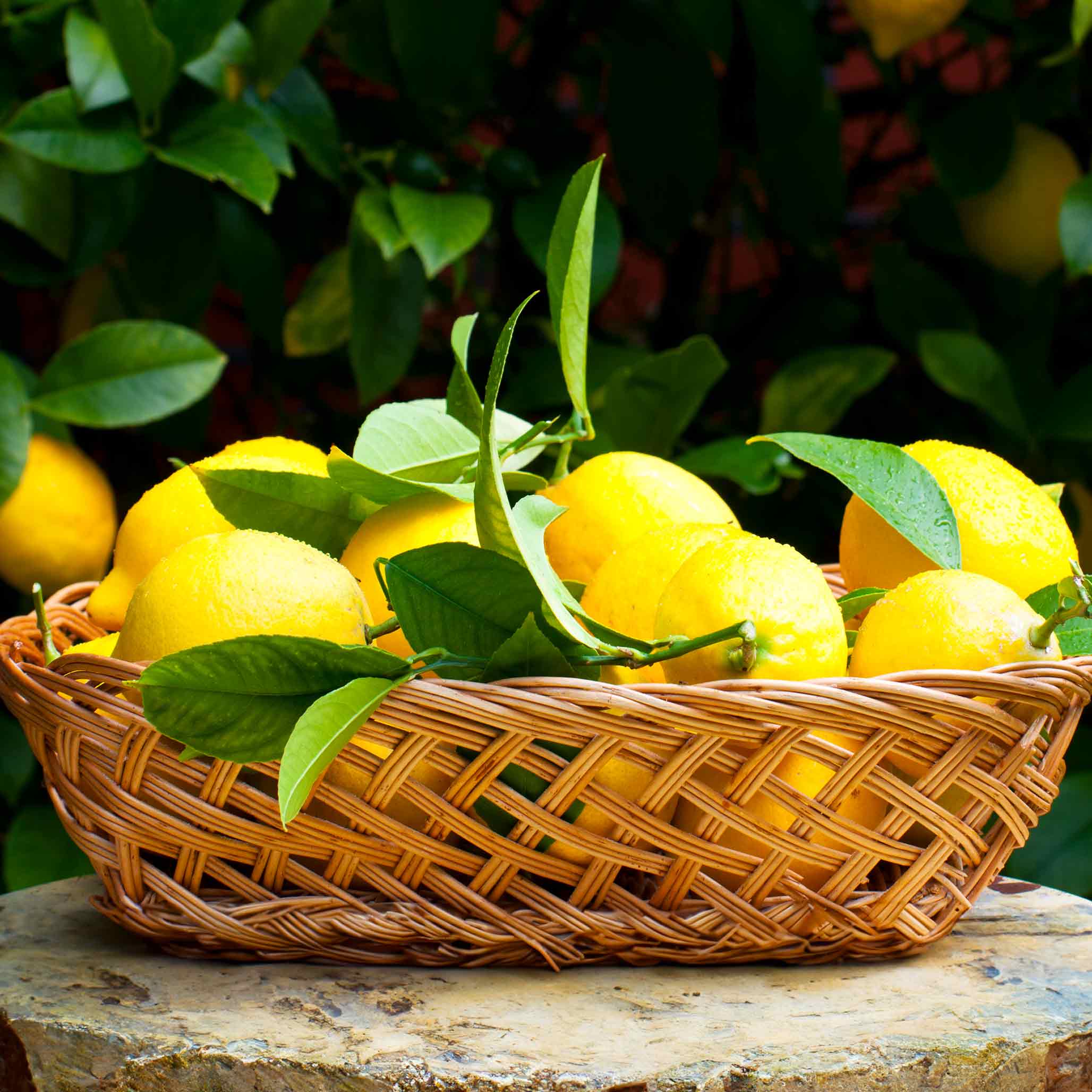 Citrus Plants