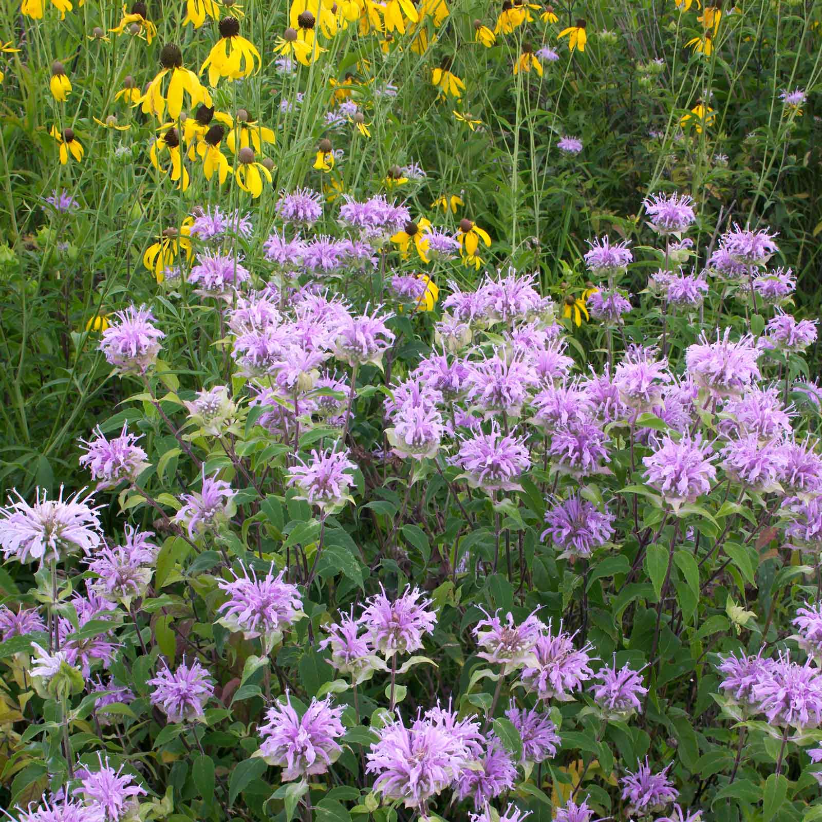 heirloom monarda seeds