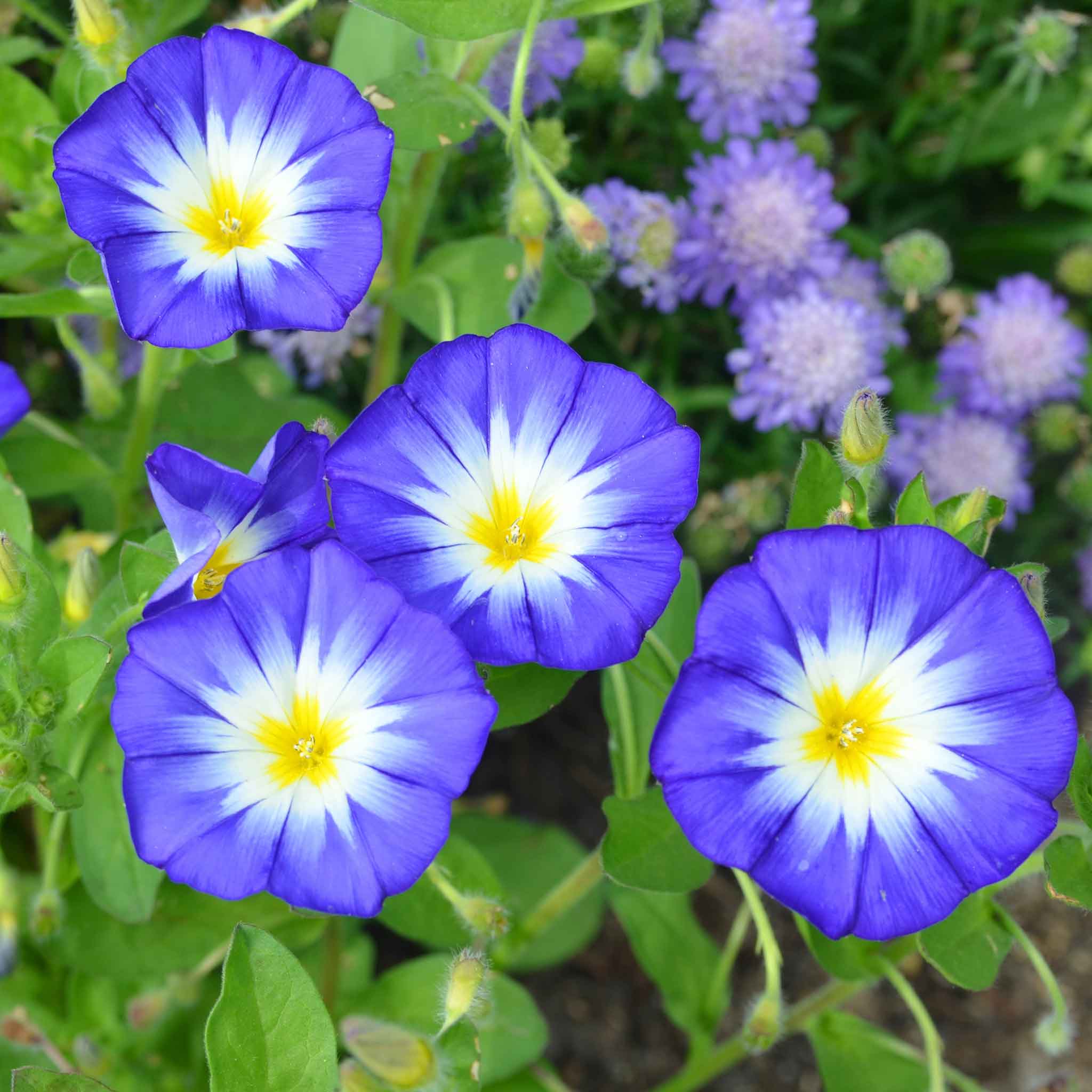 morning glory seeds