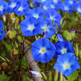 heirloom morning glory seeds