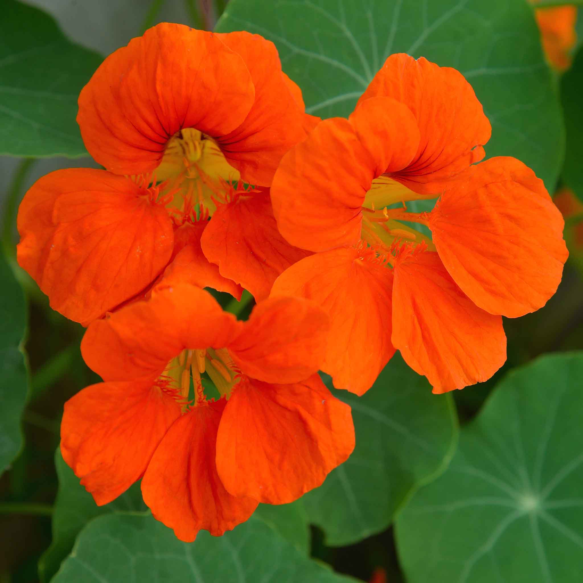 heirloom nasturtium seeds