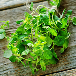 oregano seeds