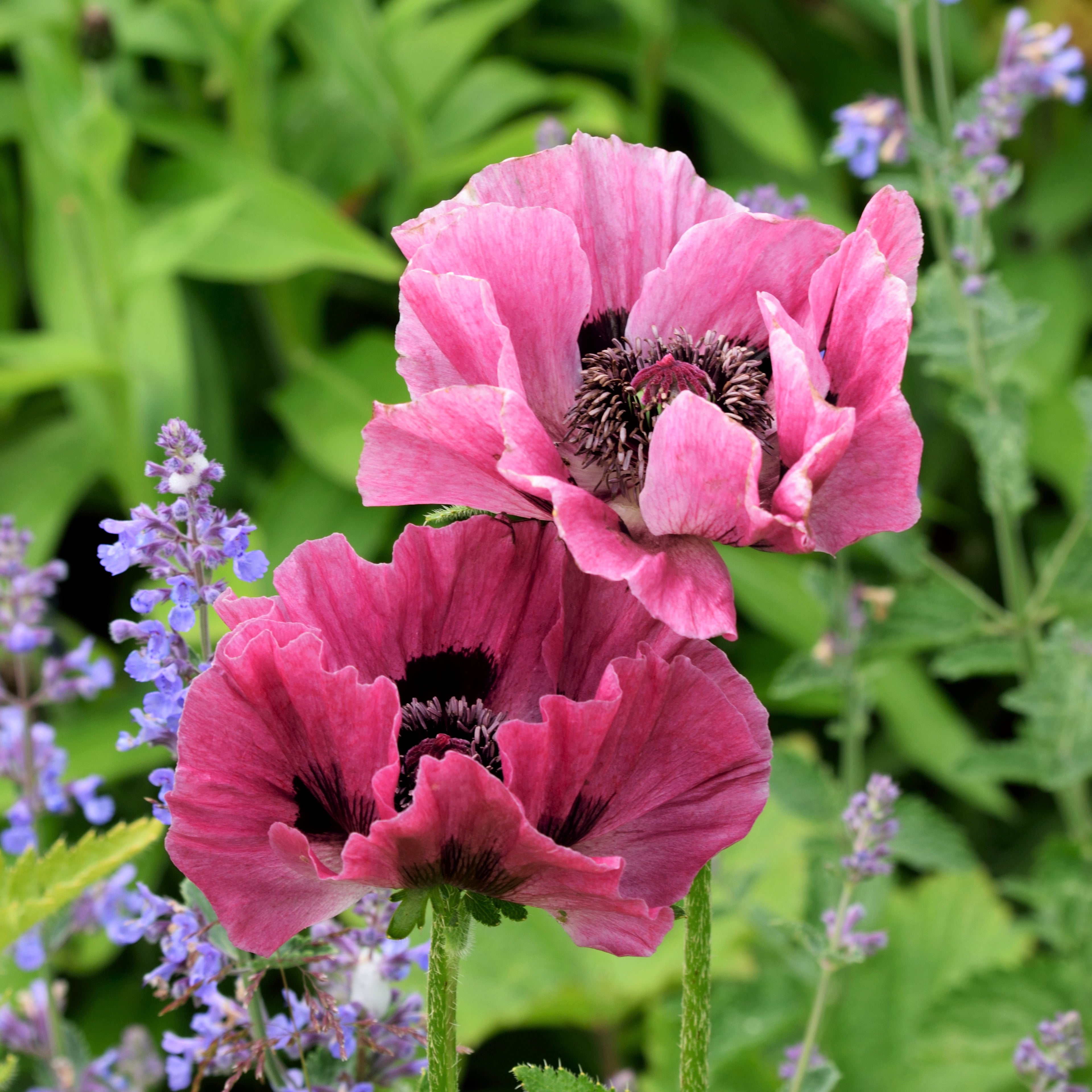 papaver roots