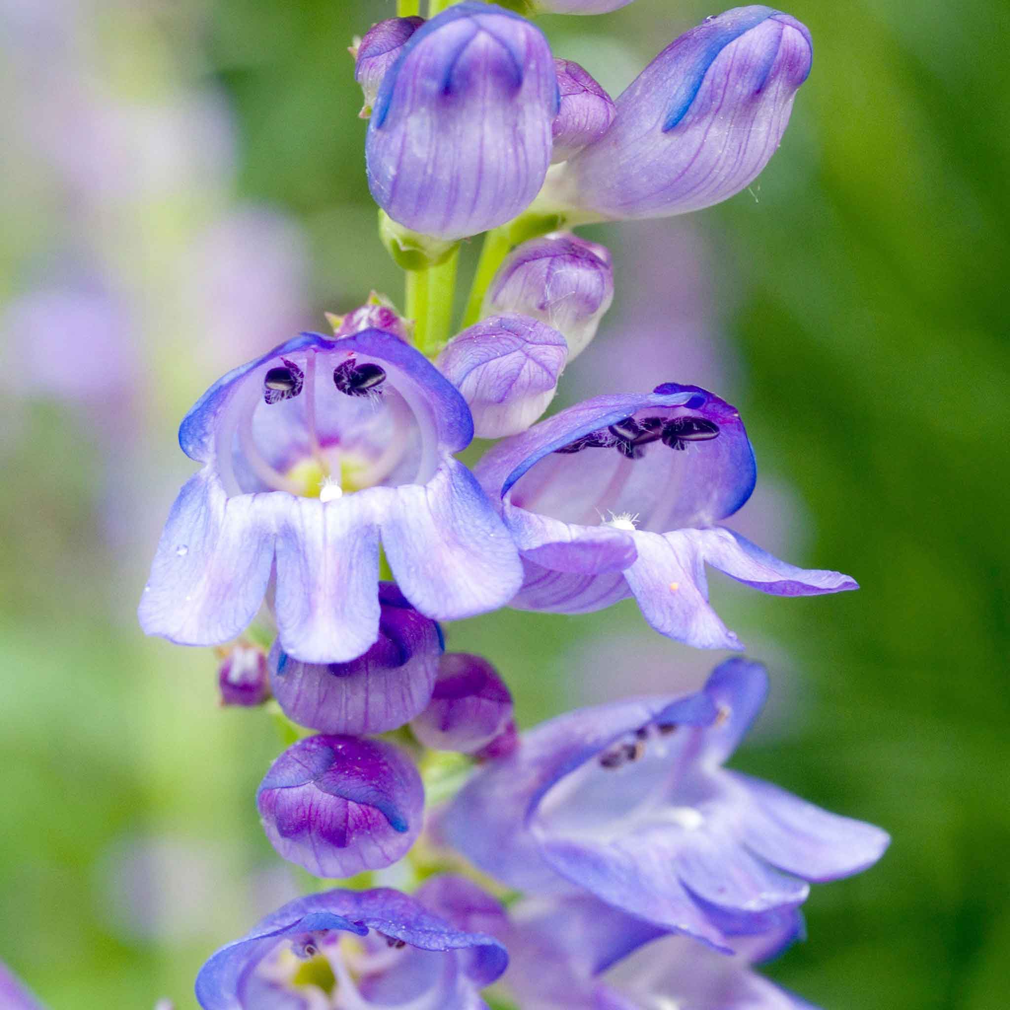 heirloom penstemon seeds