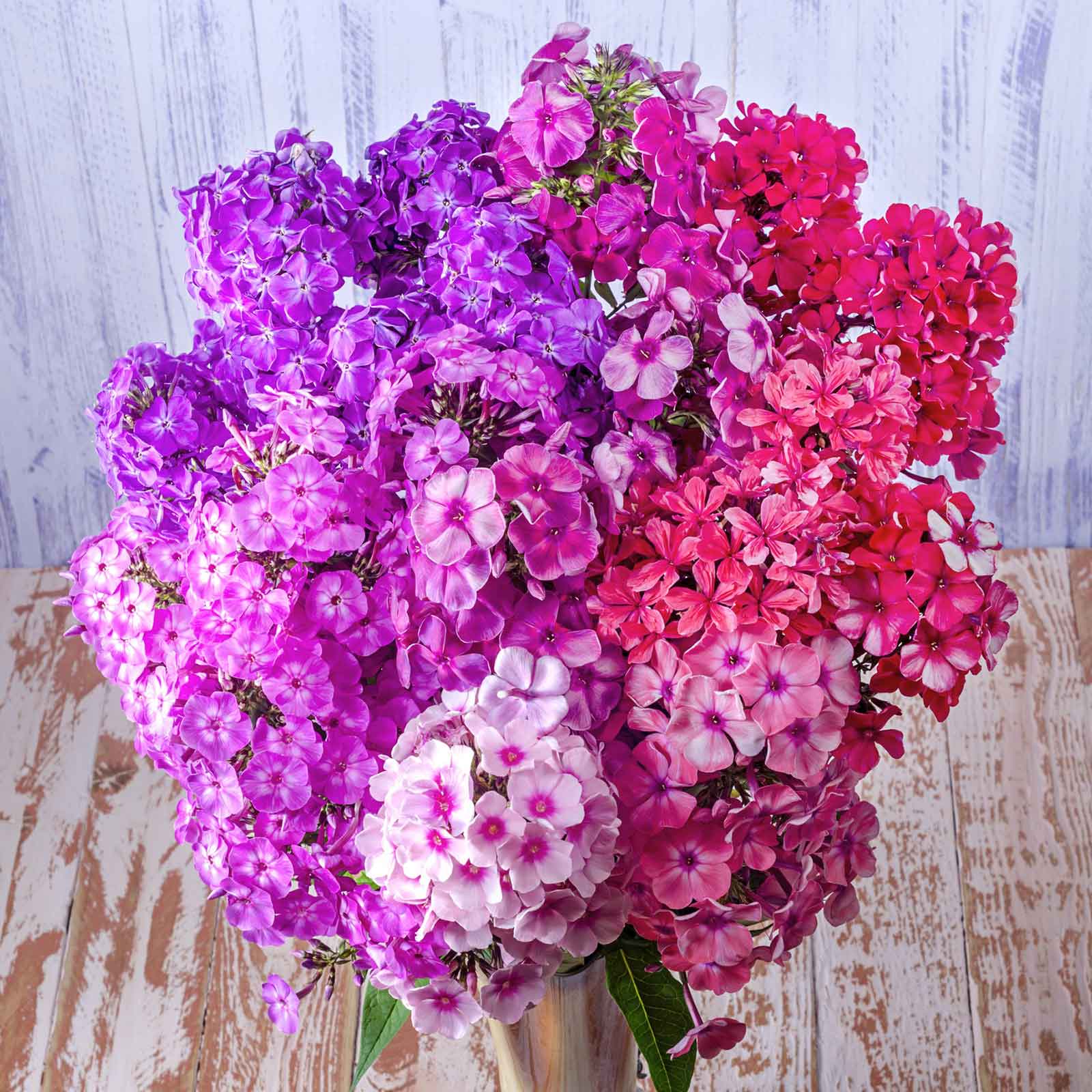 phlox seeds
