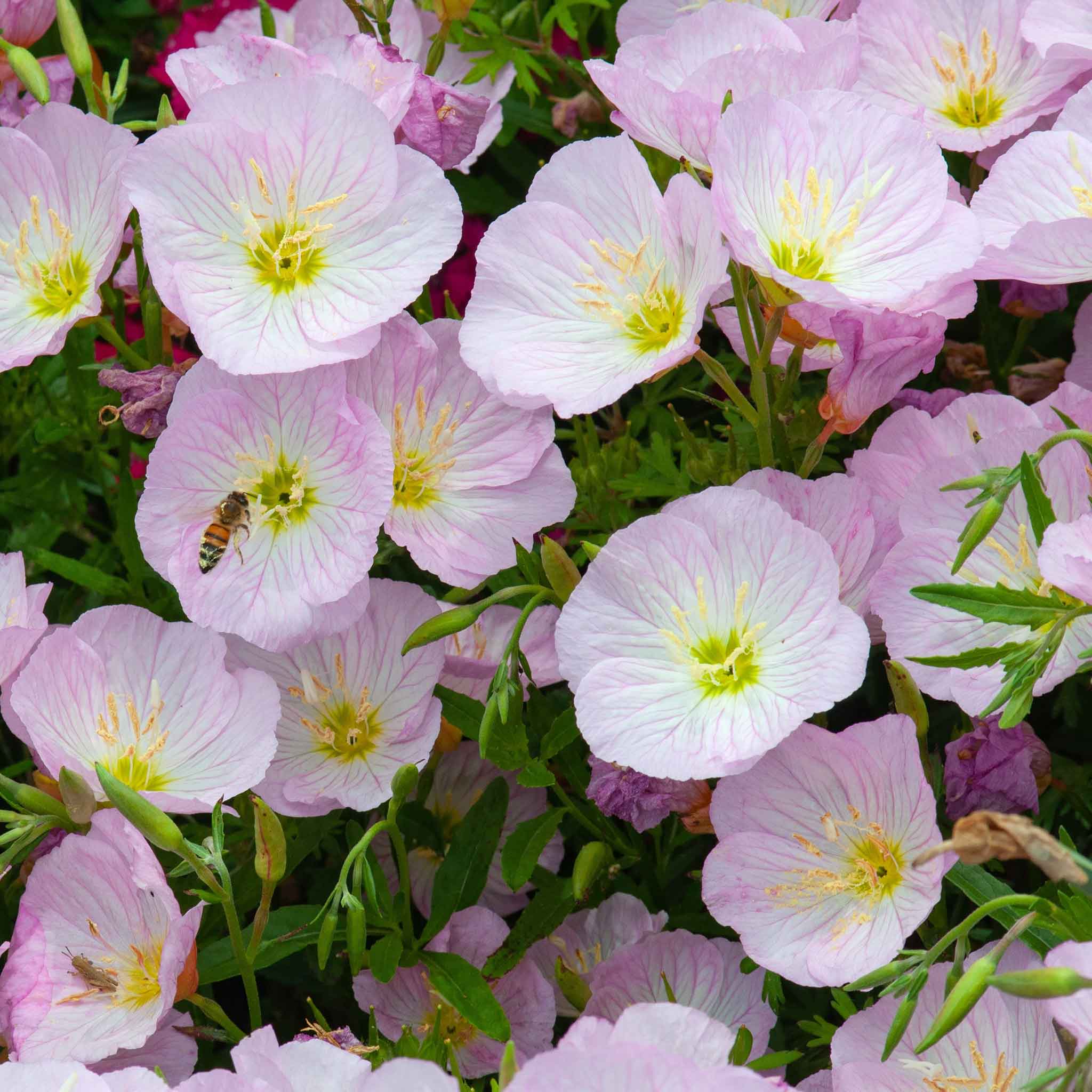 heirloom primrose seeds