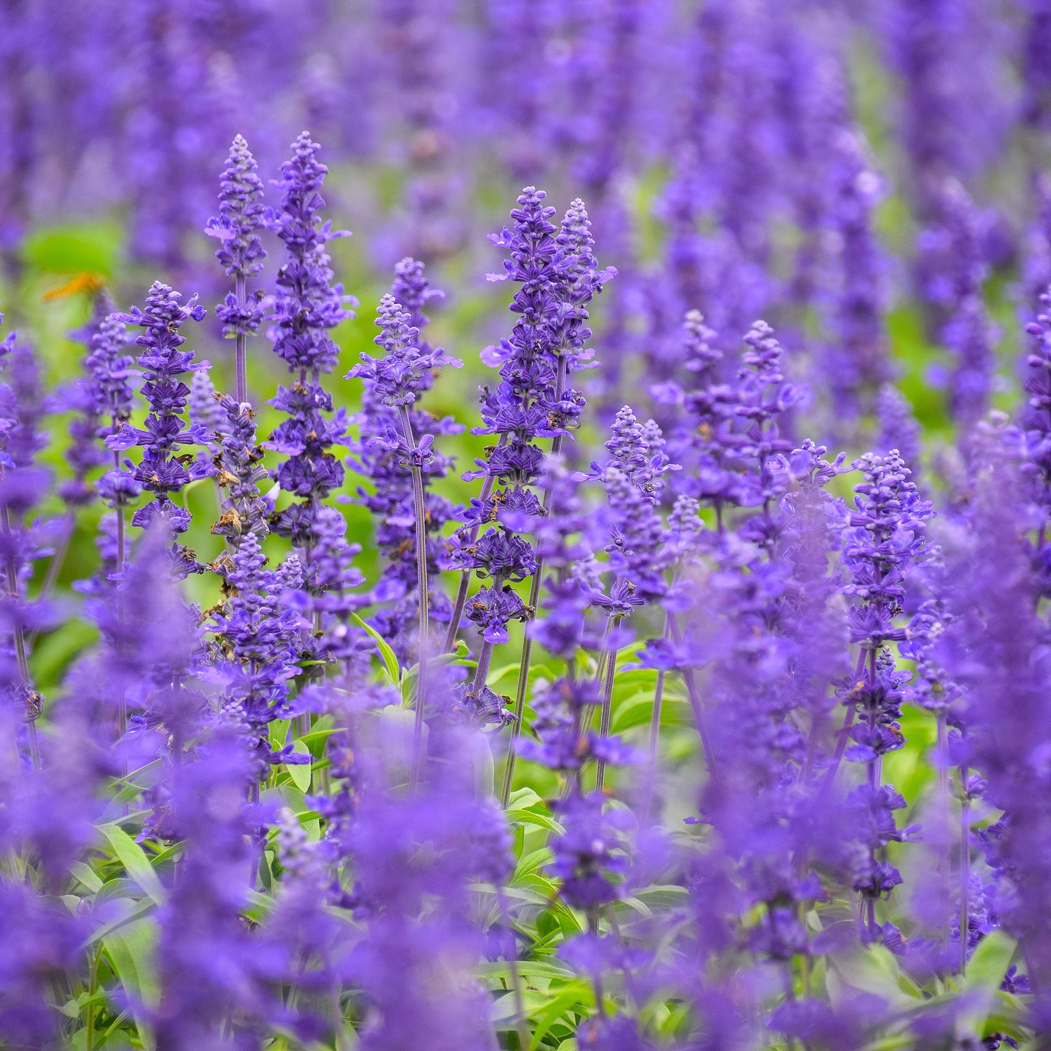 heirloom salvia seeds