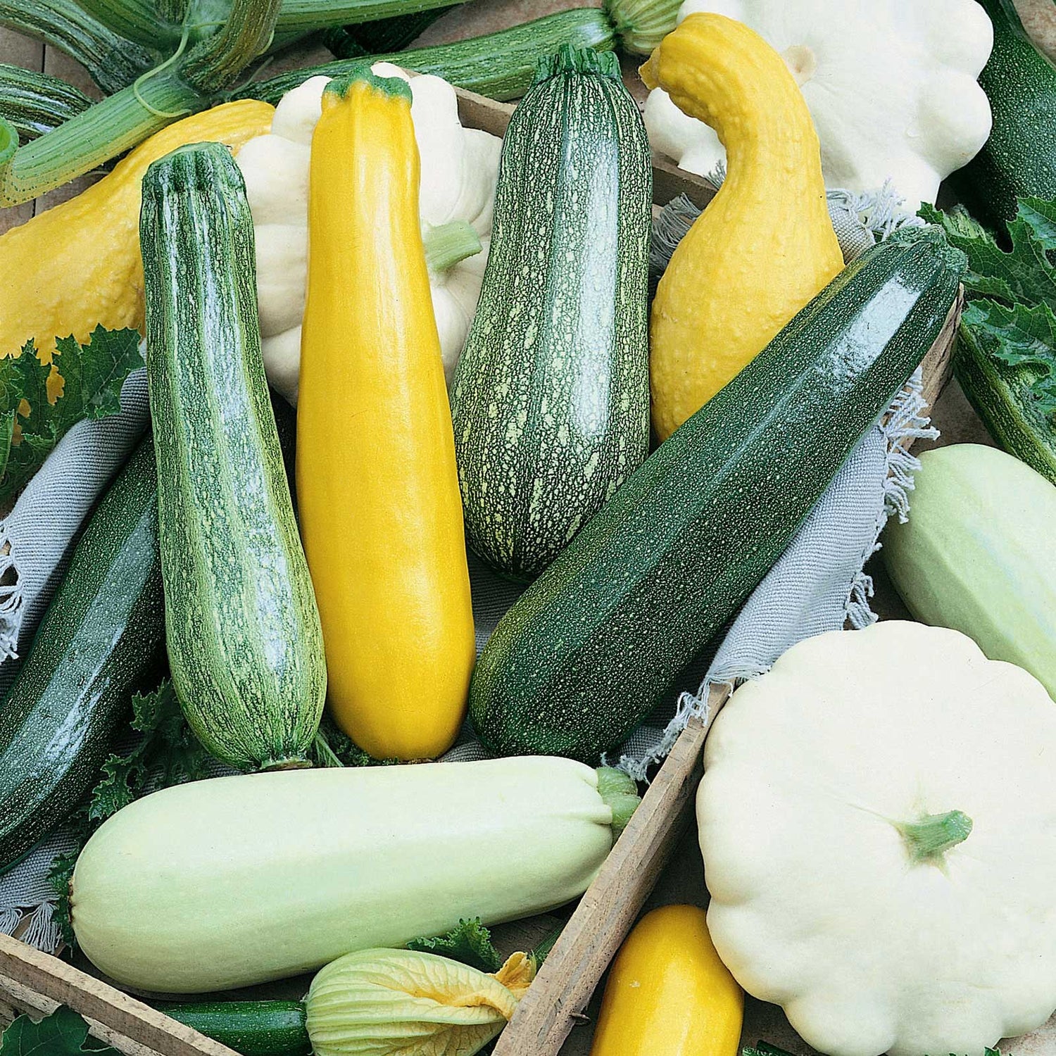Squash Seeds (Heirloom)