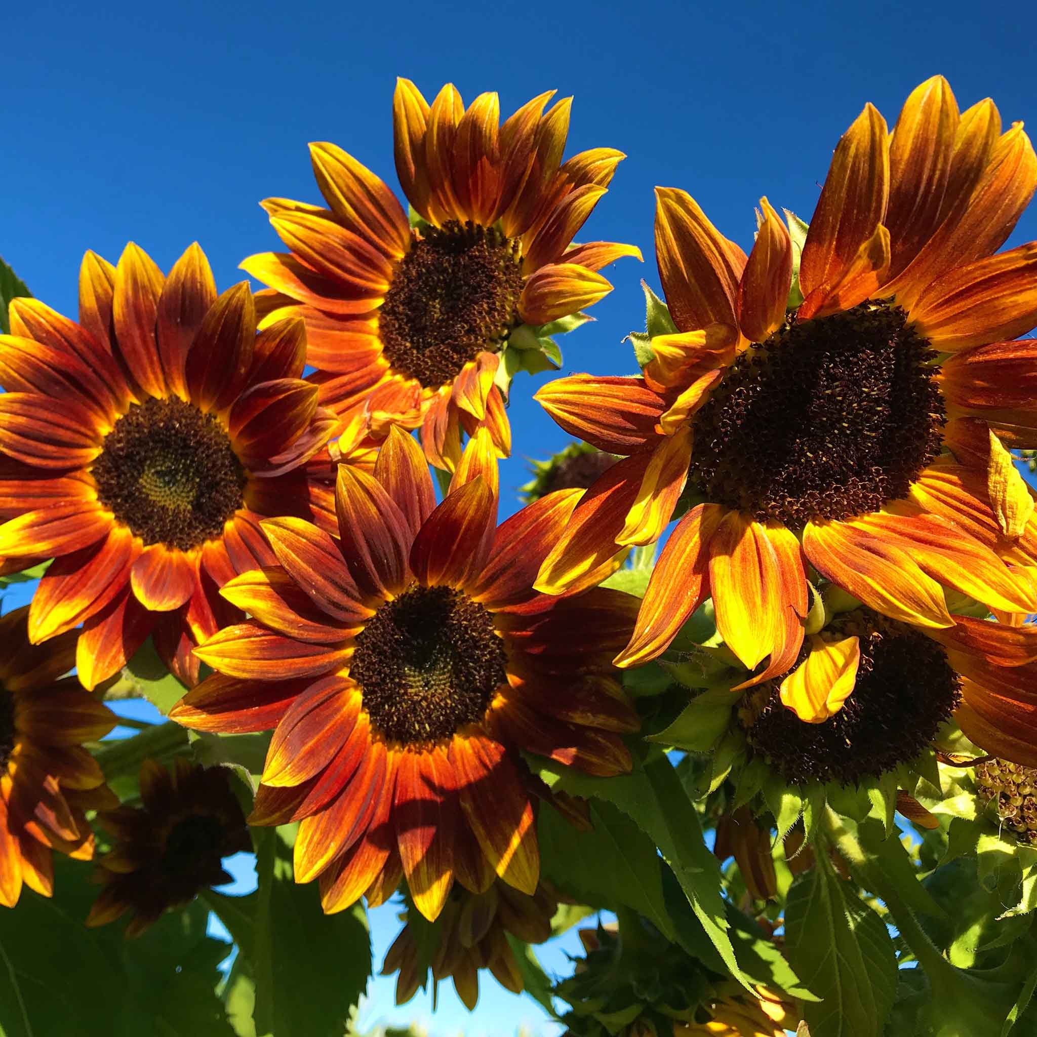 heirloom sunflower seeds