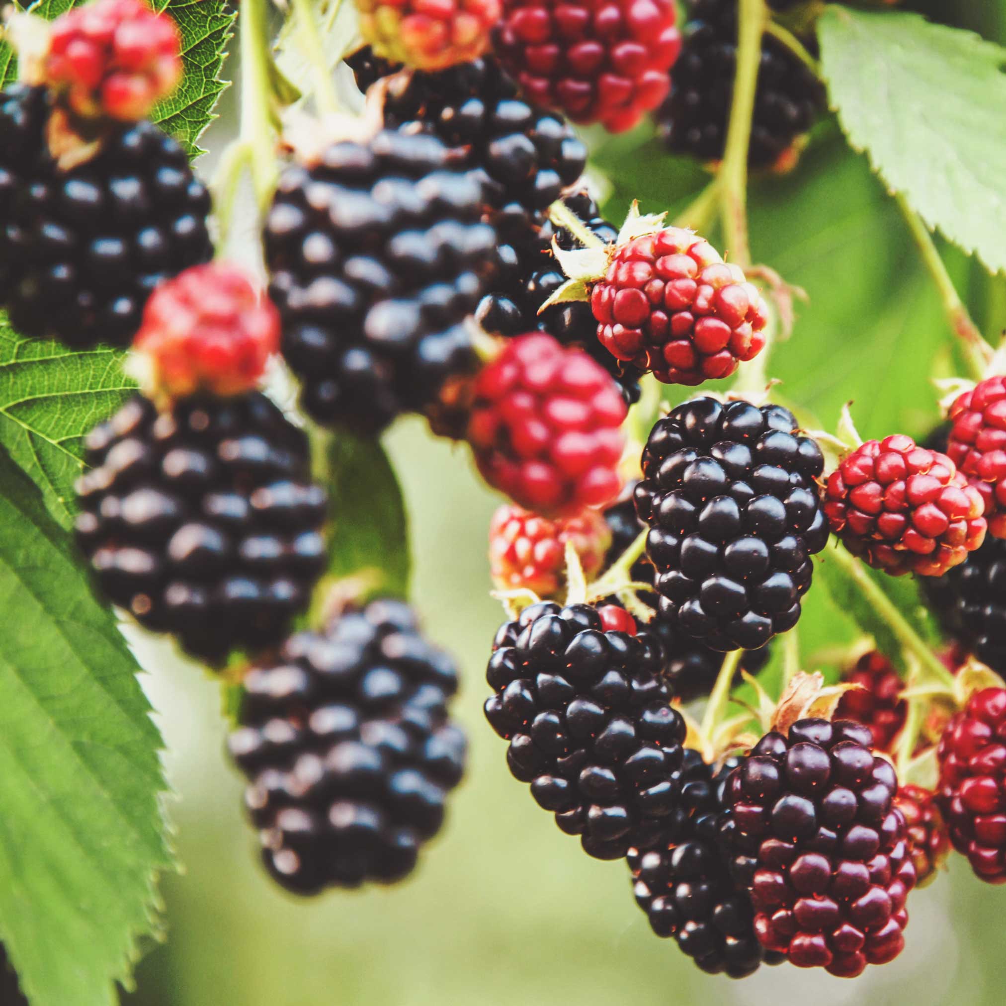 Blackberry Bushes