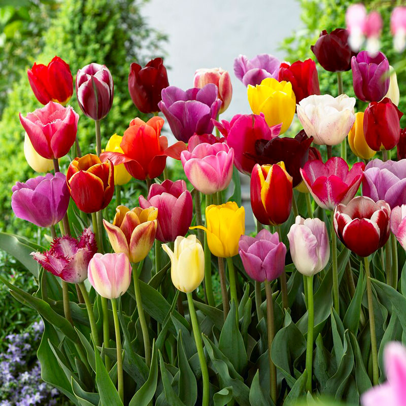 Tulip Bulbs