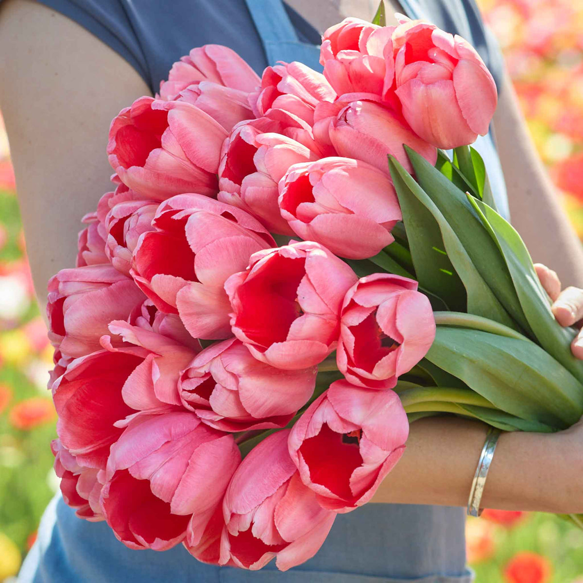 tulip bulbs