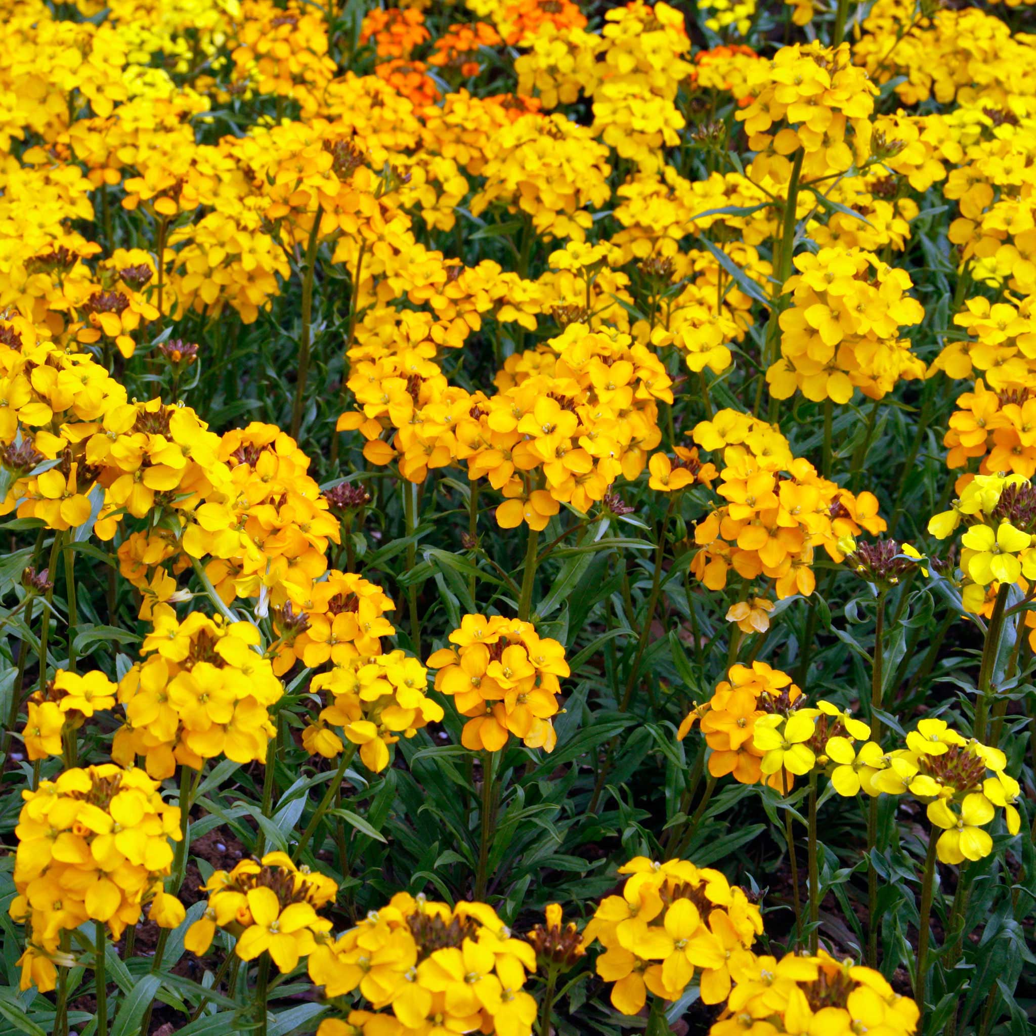 heirloom wallflower seeds