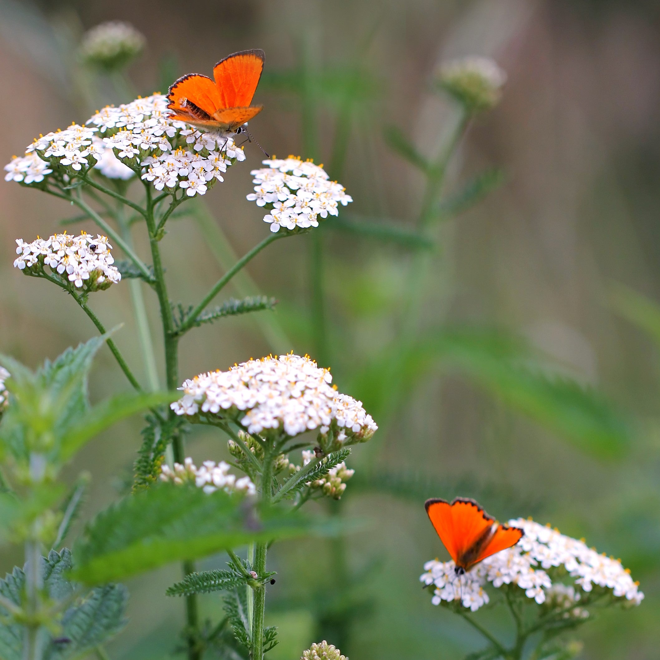 heirloom yarrow seeds