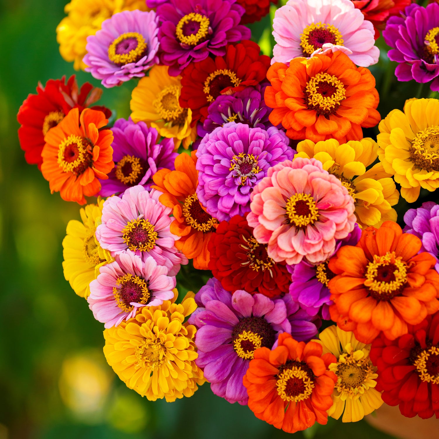 Zinnia Seeds